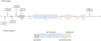 Immune Checkpoint Molecules—Inherited Variations as Markers for Cancer Risk